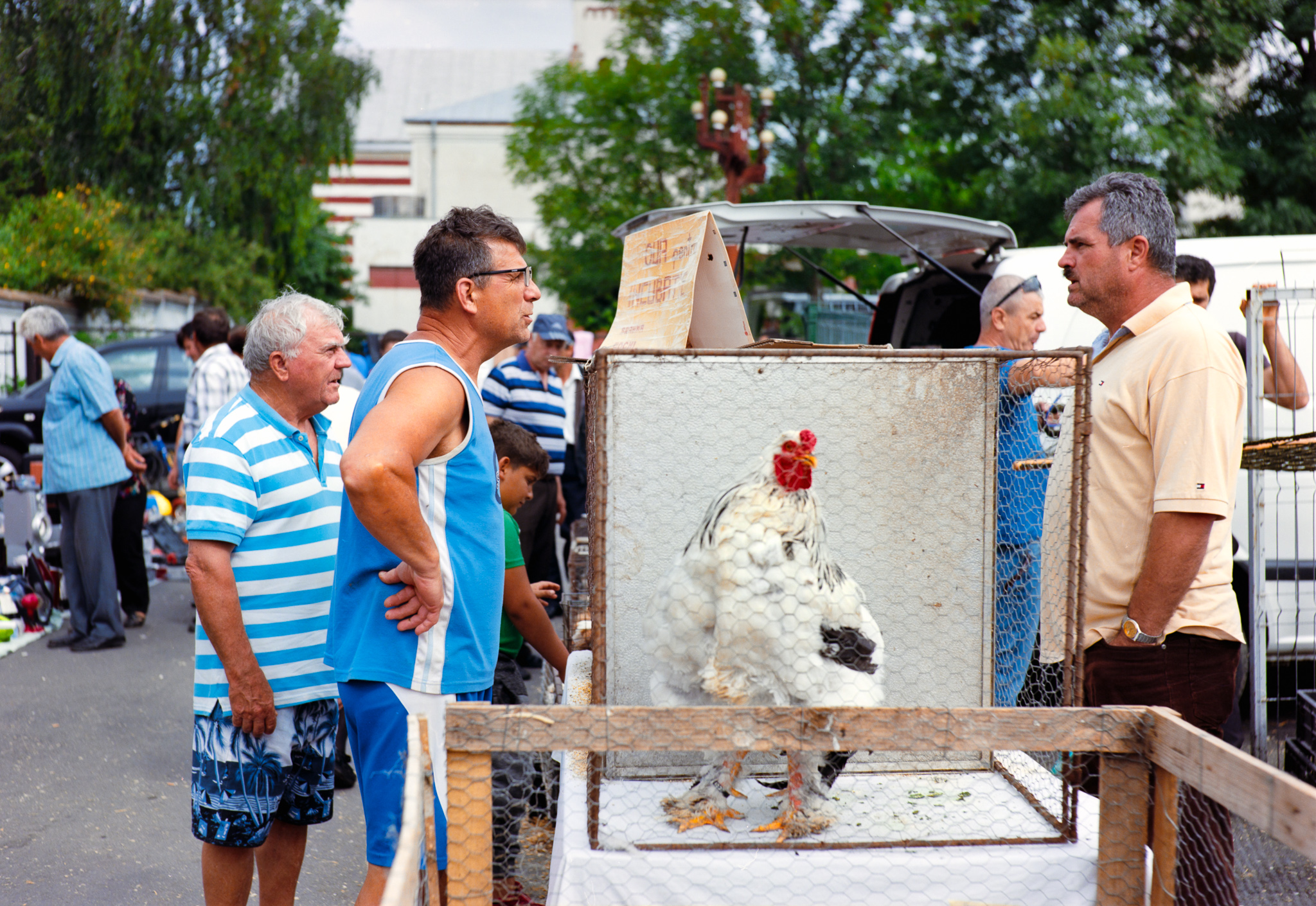 One Foot in Romania — Roosters